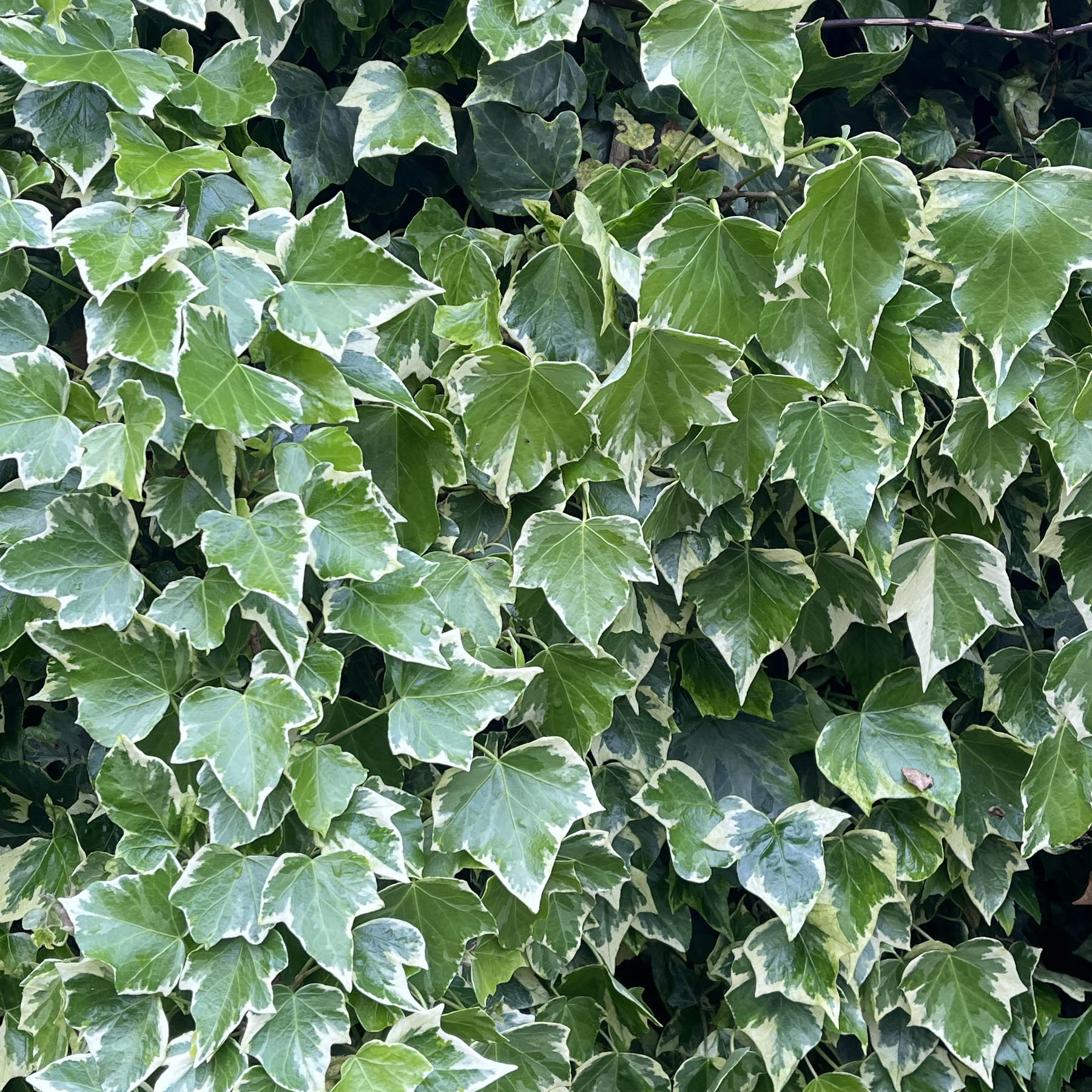 Variegated ivy leaves in a garden
